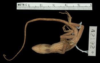 Media type: image; Herpetology R-42192